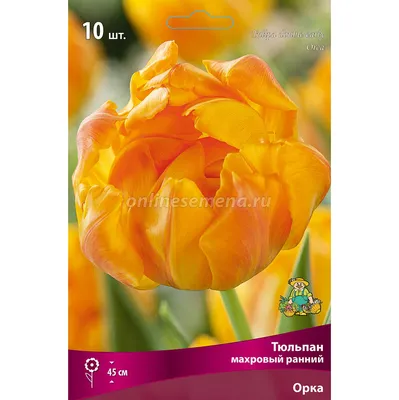 Orange peony-flowered Double Early tulips (Tulipa) Orca bloom in a garden  in April Stock Photo - Alamy