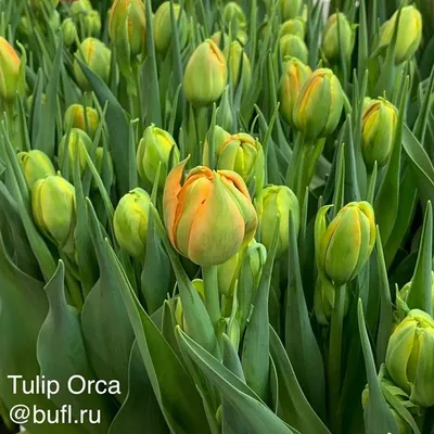 Tulipa 'Orca', Tulip 'Orca' (Double Early) in GardenTags plant encyclopedia