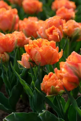 Tangerine Colour Double Early Tulip Bloom Tulipa Orca Stock Image - Image  of flora, blue: 158842669