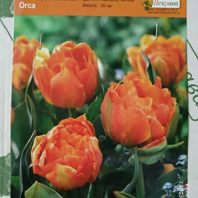 Tulip Orca авторское фото BUFL.RU | Цветоводство, Тюльпаны, Весна