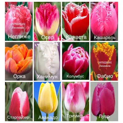 Tulips - estervandam