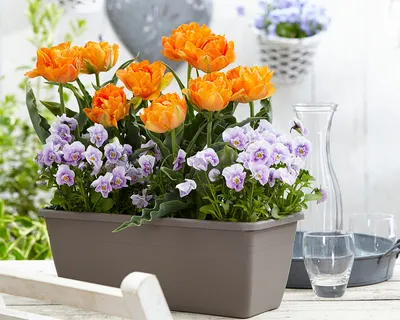 Orange peony-flowered Double Early tulips (Tulipa) Valdivia start to bloom  in a garden in March Stock Photo - Alamy