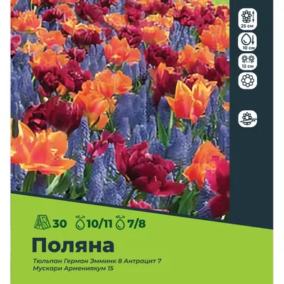 Букет тюльпанов «Апельсиновый пион» © Цветы60.рф