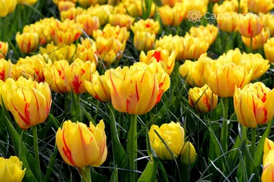 Цветение тюльпанов, сезон 2022 | 23 сорта тюльпанов | Alexander  #Бодровцветовод | Дзен