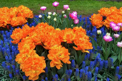 Tulip Orca авторское фото BUFL.RU | Луковичные цветы, Тюльпаны, Красивые  цветы