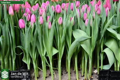 Ozon ® | Tulip | Jan de Wit en Zonen B.V.