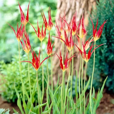 Pink Triumph Tulips Tulipa Ozon Bloom Stock Photo 2167077189 | Shutterstock