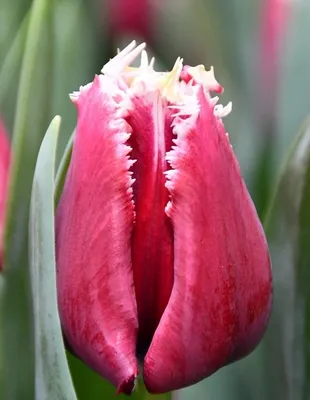 Pink Triumph Tulips Tulipa Ozon Bloom Stock Photo 2166159891 | Shutterstock