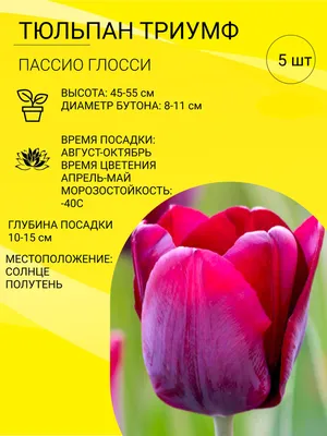 Луковицы Тюльпан купить по выгодной цене в интернет-магазине OZON  (708550116)