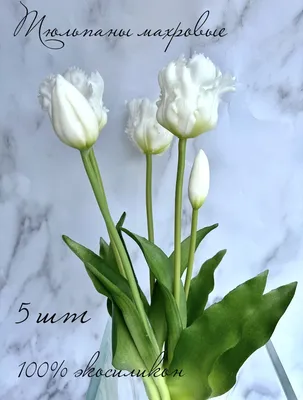 Наклейка Тюльпан 32х50 см купить по выгодной цене в интернет-магазине OZON  (1047304822)