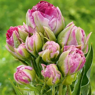Луковицы Тюльпан купить по выгодной цене в интернет-магазине OZON  (1113397228)