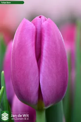 Ozon ® | Tulip | Jan de Wit en Zonen B.V.