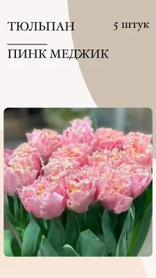 Луковицы Тюльпан Цветояр купить по выгодной цене в интернет-магазине OZON  (1257996540)