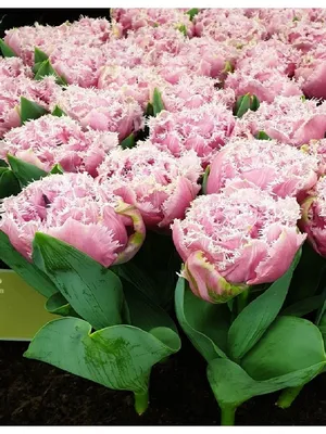 Купить Тюльпан махровый по выгодной цене в интернет-магазине OZON.ru  (1068856221)