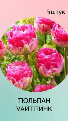 Купить Облачный тюльпан ночник ручной работы зеркальная цветочная лампа по  выгодной цене в интернет-магазине OZON (1054177205)