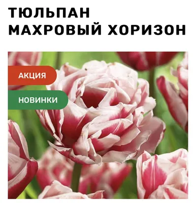 Луковицы Тюльпан купить по выгодной цене в интернет-магазине OZON  (1113397403)