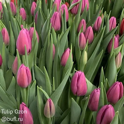 Tulip Ozon авторское фото BUFL.RU | Тюльпаны, Красивые цветы, Цветы