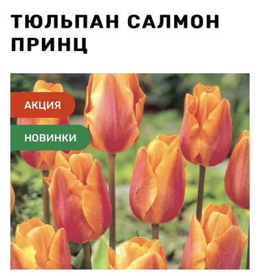 Луковицы Тюльпан Цветояр купить по выгодной цене в интернет-магазине OZON  (1257992187)