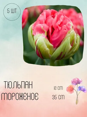Купить Тюльпаны декоративные, искусственные, реалистичные, высота 50 см.,  ассорти, 1 бутончик, цена за букет из 3 тюльпанов по выгодной цене в  интернет-магазине OZON.ru (509249780)