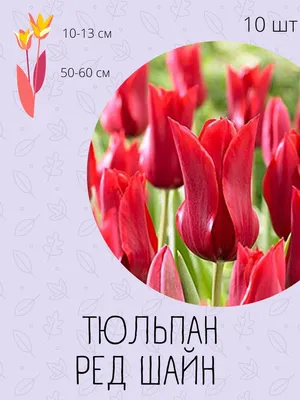 Луковицы Тюльпан купить по выгодной цене в интернет-магазине OZON  (1113406084)