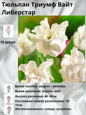 Луковицы Тюльпан купить по выгодной цене в интернет-магазине OZON  (1121876138)