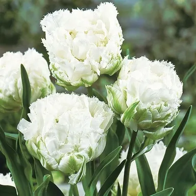 Луковицы Тюльпан купить по выгодной цене в интернет-магазине OZON  (1121852271)