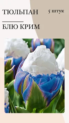 Тюльпан Бургунди - купить с доставкой по выгодным ценам в интернет-магазине  OZON (1153945908)