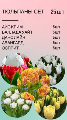Луковицы Тюльпан купить по выгодной цене в интернет-магазине OZON  (1121876163)
