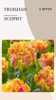 Луковицы Тюльпан купить по выгодной цене в интернет-магазине OZON  (1125340696)