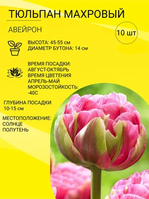 Луковицы Тюльпан купить по выгодной цене в интернет-магазине OZON  (1121852217)