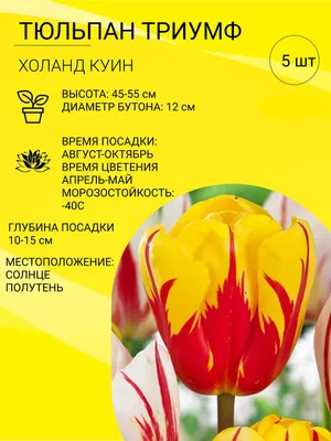 Луковицы Тюльпан купить по выгодной цене в интернет-магазине OZON  (1121852258)