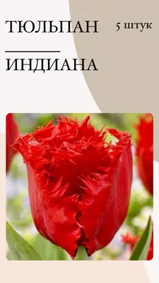 Луковицы Тюльпан купить по выгодной цене в интернет-магазине OZON  (1125353978)