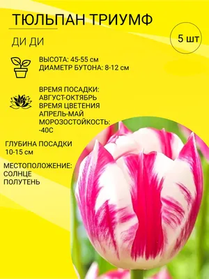 Луковицы Тюльпан Green Sad купить по выгодной цене в интернет-магазине OZON  (1157415401)