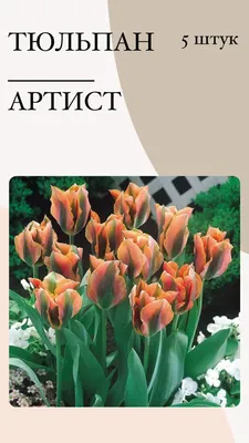 Луковицы Тюльпан купить по выгодной цене в интернет-магазине OZON  (1125305242)