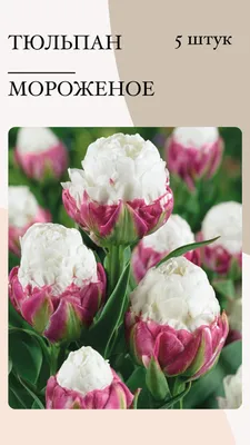 Луковицы Тюльпан купить по выгодной цене в интернет-магазине OZON  (1113397293)