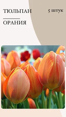 Луковицы Тюльпан купить по выгодной цене в интернет-магазине OZON  (1113397324)