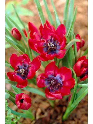 Луковицы Тюльпан купить по выгодной цене в интернет-магазине OZON  (1121852228)