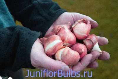 Луковицы Тюльпан купить по выгодной цене в интернет-магазине OZON  (1121862080)