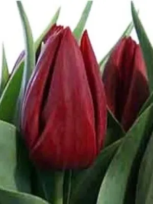 Тюльпан Паллада(50) купить по доступной цене в Москве