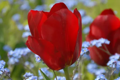 Pallada Tulip Bulbs - Triumph Tulips | Buy Online | Boston Bulbs