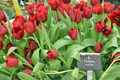 Tulipa Pallada - ORG | Natural Bulbs EU