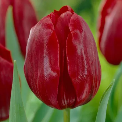 Triumph Tulip 'Pallada' in flower Stock Photo - Alamy