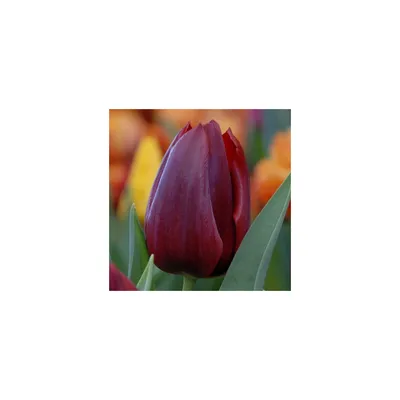 Купить Тюльпан Pallada бордовый 36см оптом | Paeonia