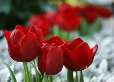 Tulipa 'Pallada'Buy online from RV Roger
