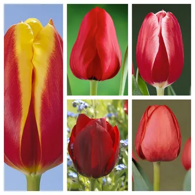Buy triumph tulip bulbs Tulipa Pallada: £6.99 Delivery by Crocus