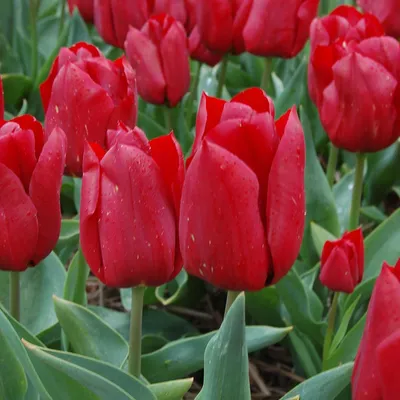 Pallada Triumph Tulip | American Meadows