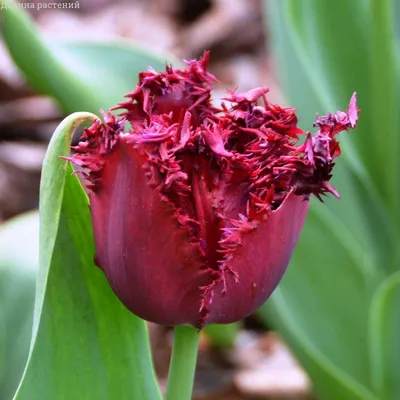 Red Triumph tulips (Tulipa) Pallada bloom in a garden in March Stock Photo  - Alamy