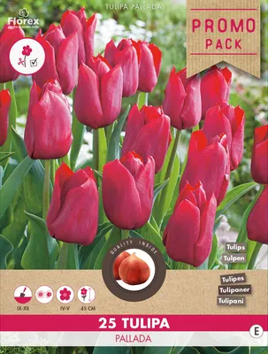 Красные тюльпаны Pallada стоковое фото. изображение насчитывающей цвет -  71433266