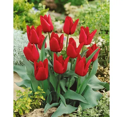 Tulip 'Pallada' | White Flower Farm