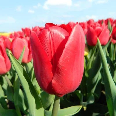 Красные тюльпаны Pallada стоковое фото. изображение насчитывающей лето -  71434268